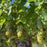 Château Bauduc Sauvignon Blanc 2024