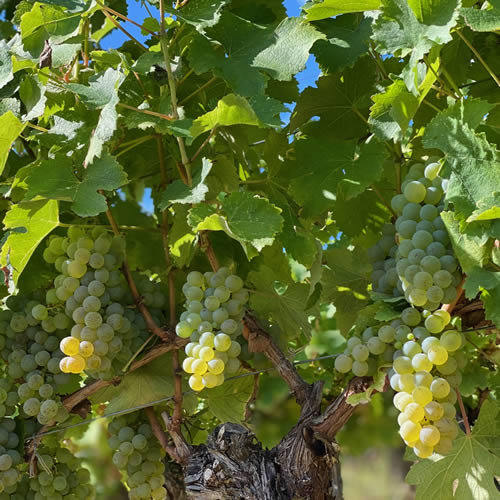Château Bauduc Sauvignon Blanc 2024