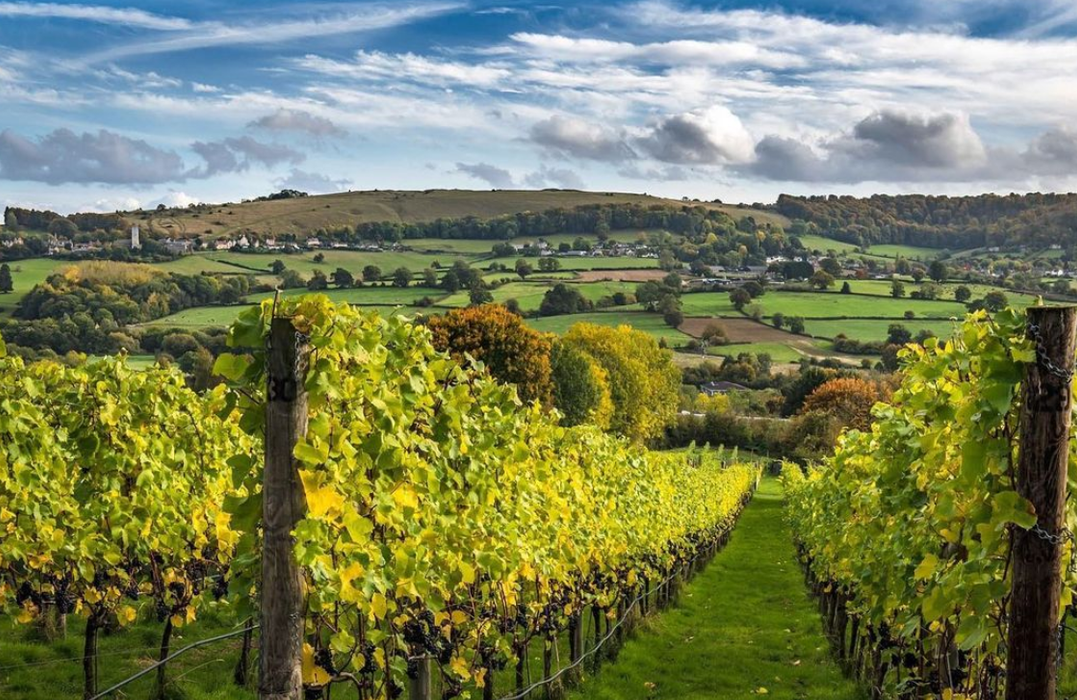 Woodchester Vineyard Cotswolds - Fine Wine Direct